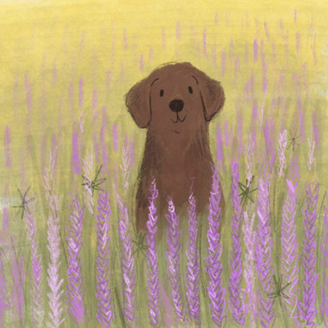 Labrador lavender field Lucy Dillamore