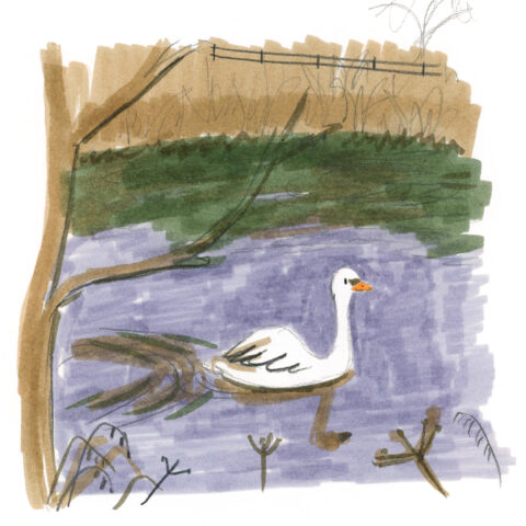 Winter Swan Lucy Dillamore Illustration